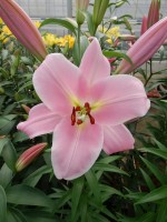 [5162 Rocelli No01.JPG]